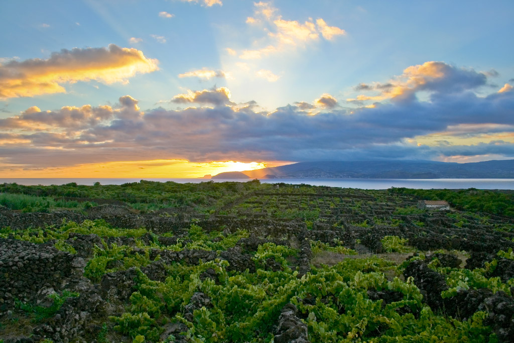 Paesaggio della cultura vinicola dell'isola Pico
 