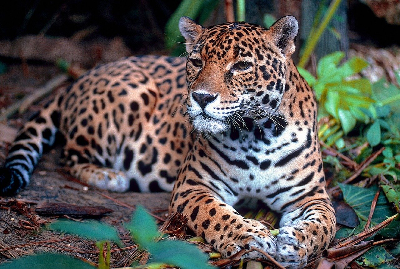  giaguaro